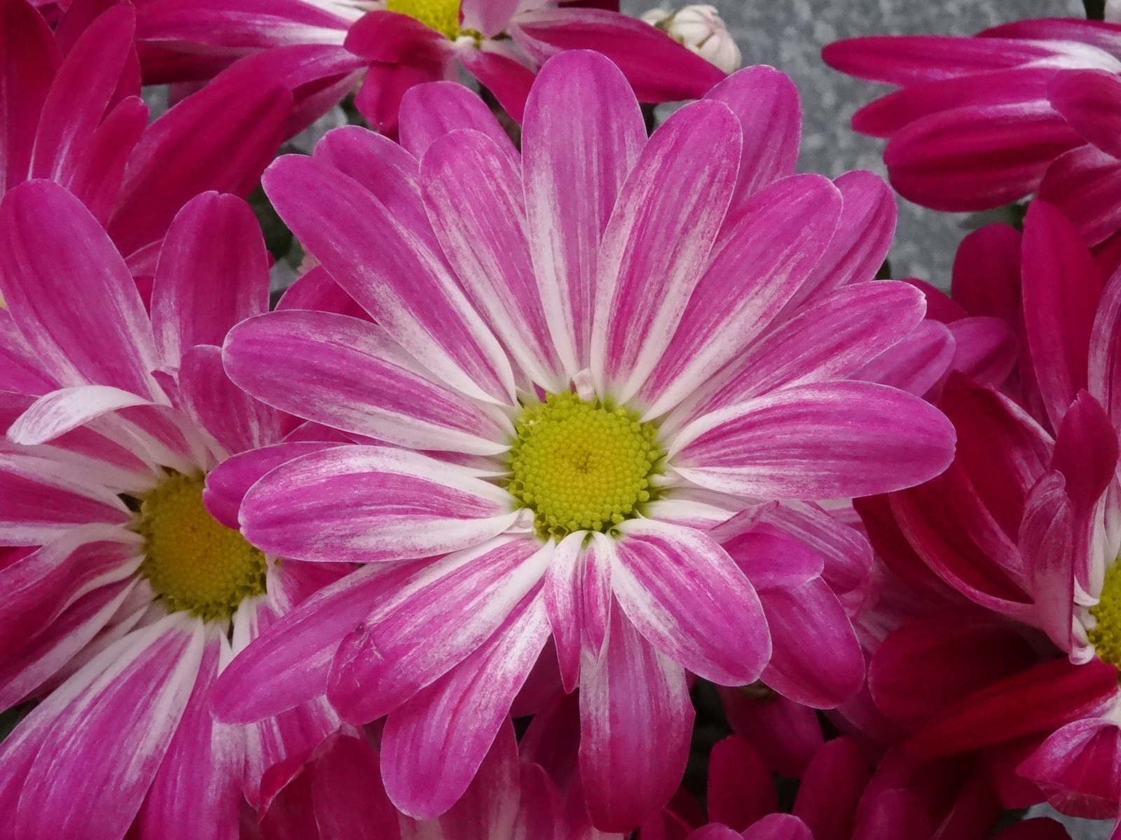 [Image: KvlFSP1.jpg]