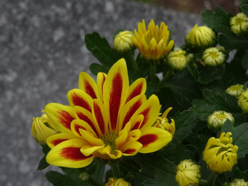 Flower image V171020251624 N38.jpg
