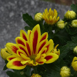 Flower image V171020251624 N38