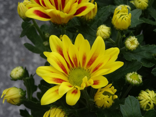Flower image V171020251624 N46.jpg
