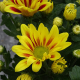 Flower image V171020251624 N46