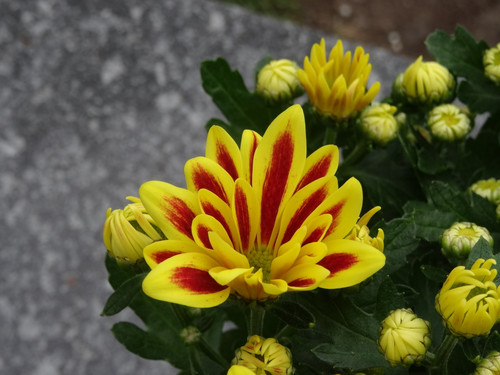 Flower image V171020251624 N47.jpg