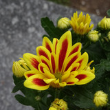 Flower image V171020251624 N47