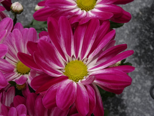 Flower image V171020251624 N60.jpg