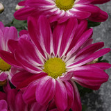 Flower image V171020251624 N60
