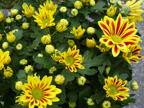 Flower image V171020251624 N42.jpg