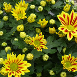 Flower image V171020251624 N42