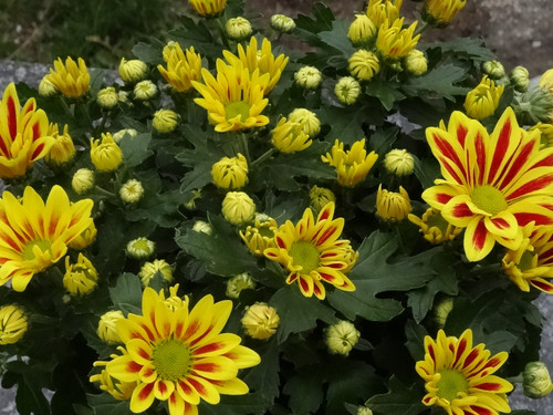 Flower image V171020251624 N52.jpg