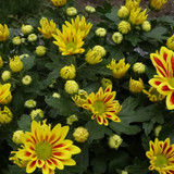 Flower image V171020251624 N52