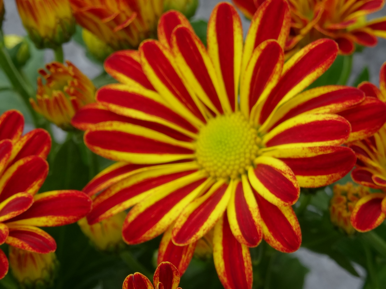 [Image: KvlFfaa.jpg]