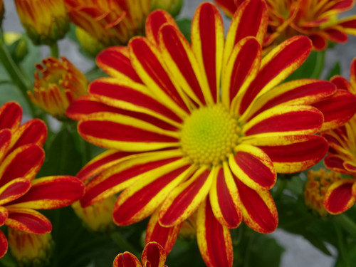 Flower image V171020251624 N32.jpg