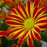 Flower image V171020251624 N32