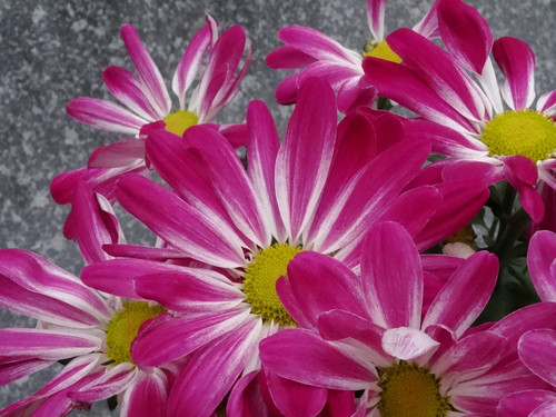 Flower image V171020251624 N55.jpg