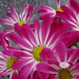 Flower image V171020251624 N55
