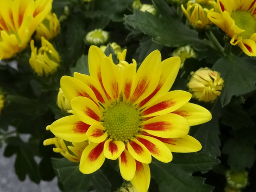 Flower image V171020251624 N48.jpg