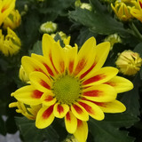 Flower image V171020251624 N48