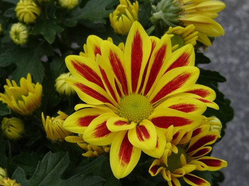 Flower image V171020251624 N43.jpg