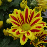 Flower image V171020251624 N43