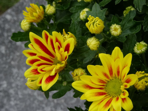 Flower image V171020251624 N36.jpg