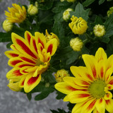 Flower image V171020251624 N36