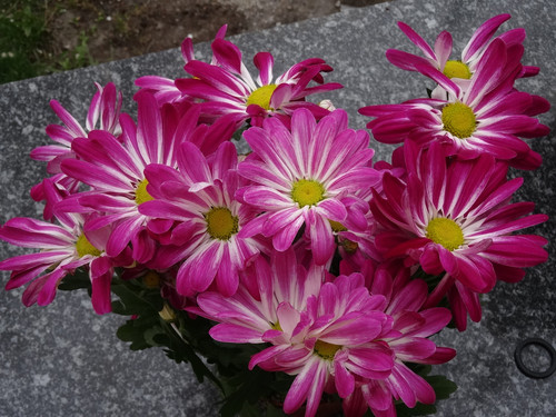 Flower image V171020251624 N63.jpg