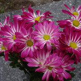 Flower image V171020251624 N63