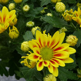 Flower image V171020251624 N34