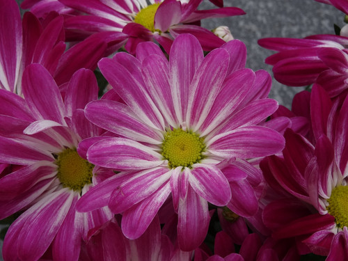 Flower image V171020251624 N58.jpg