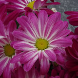 Flower image V171020251624 N58