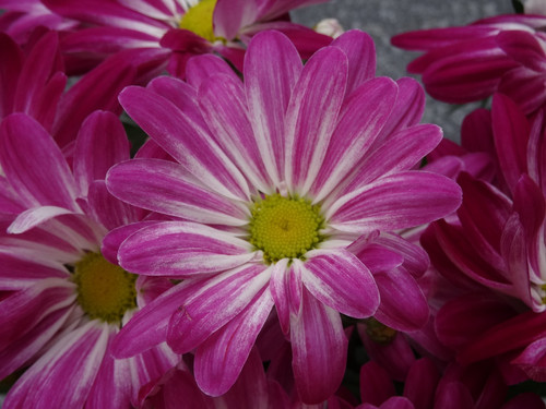 Flower image V171020251624 N61.jpg