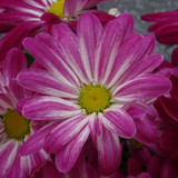 Flower image V171020251624 N61