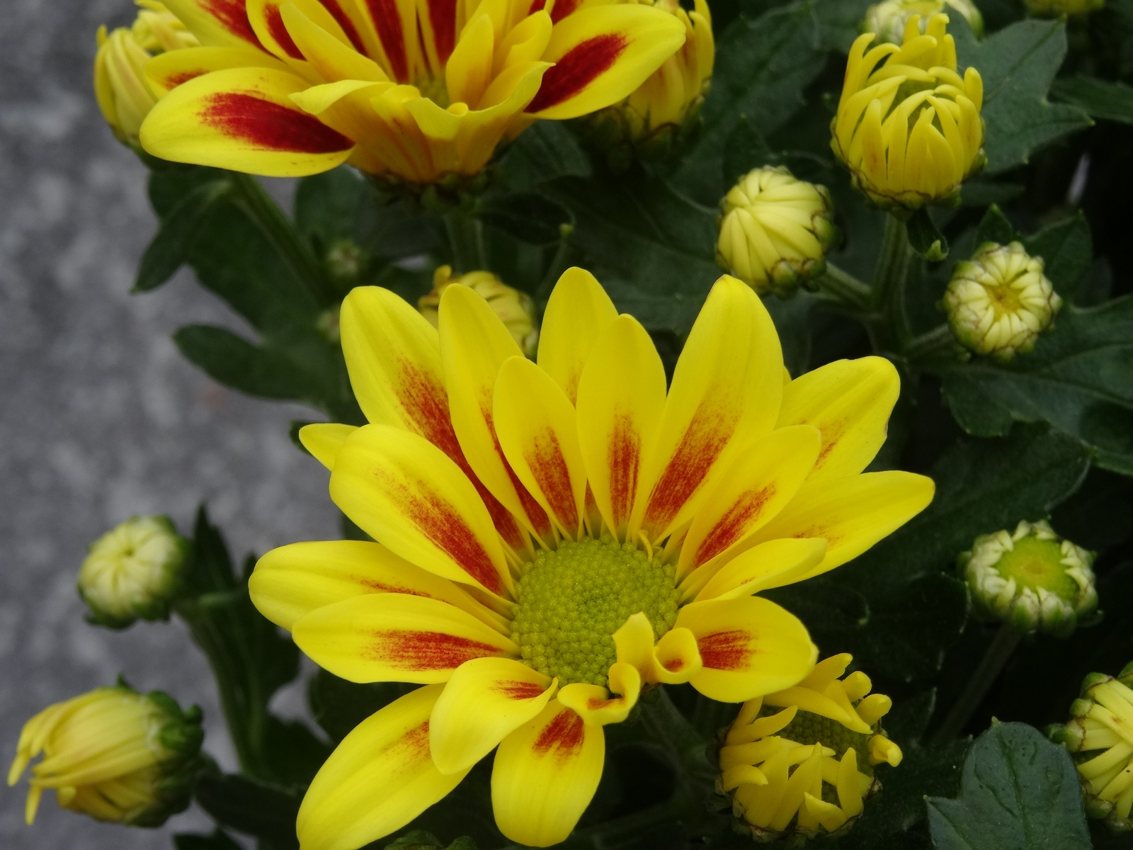 [Image: KvlFu6X.jpg]