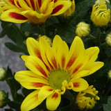 Flower image V171020251624 N39