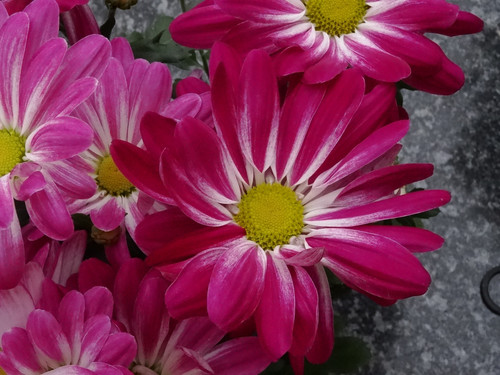 Flower image V171020251624 N53.jpg