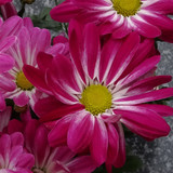 Flower image V171020251624 N53