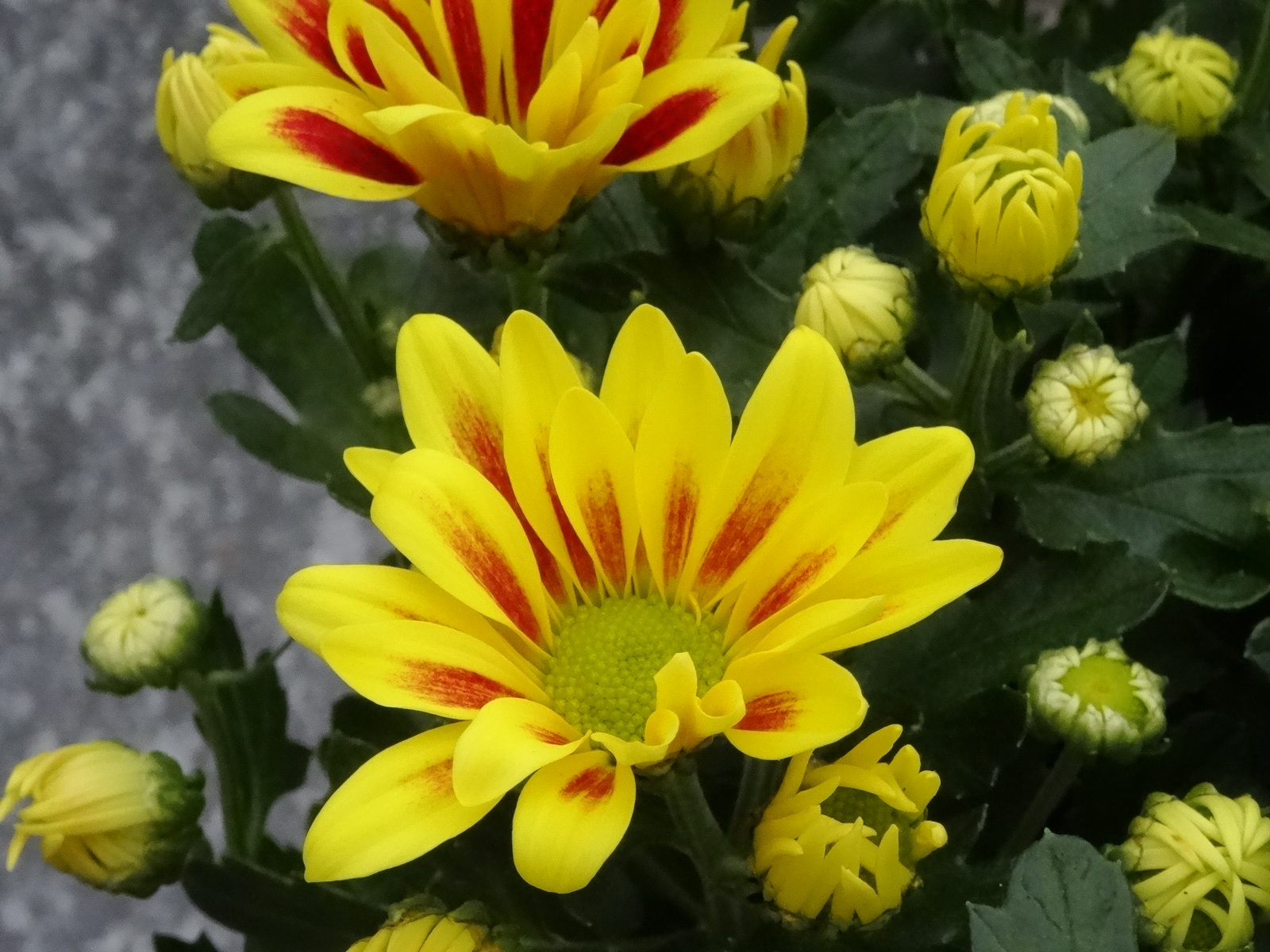 [Image: KvlFw9j.jpg]