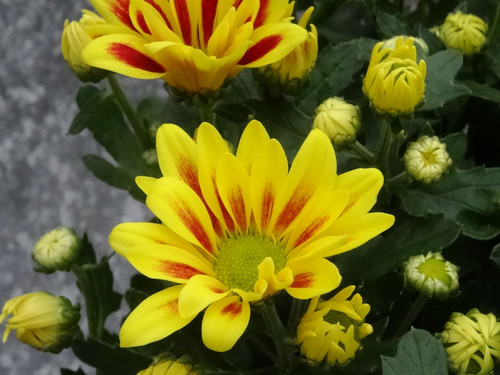 Flower image V171020251624 N49.jpg