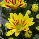 Flower image V171020251624 N49