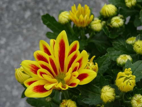 Flower image V171020251624 N37.jpg