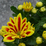 Flower image V171020251624 N37