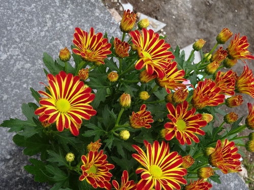 Flower image V171020251624 N64.jpg