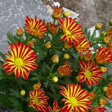 Flower image V171020251624 N64