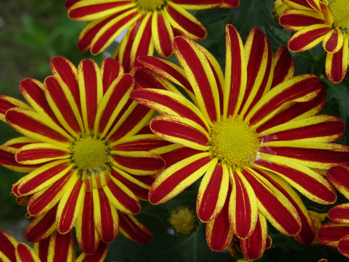 Flower image V171020251624 N75.jpg