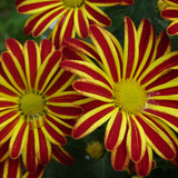 Flower image V171020251624 N75