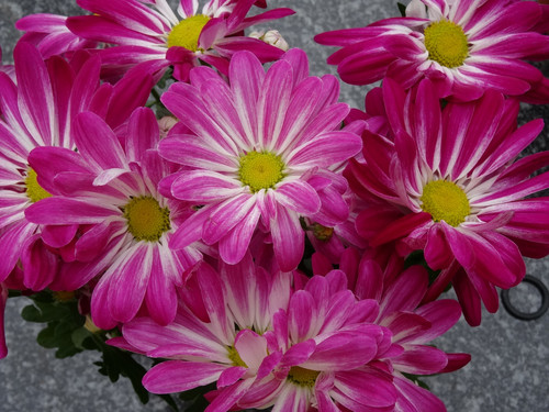 Flower image V171020251624 N68.jpg