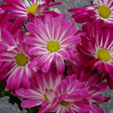 Flower image V171020251624 N68