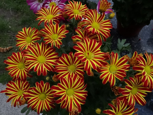Flower image V171020251624 N89
