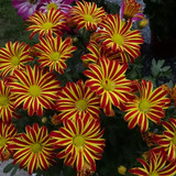 Flower image V171020251624 N89