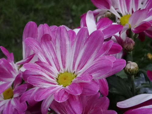 Flower image V171020251624 N85