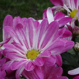 Flower image V171020251624 N85
